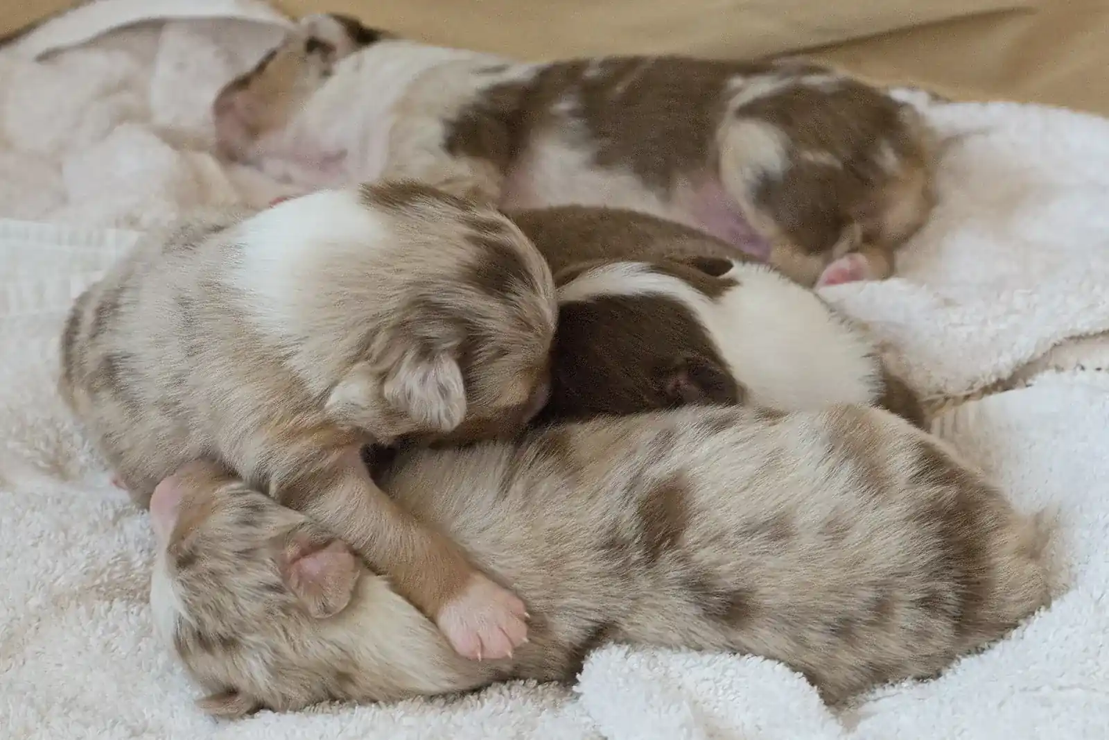 Chiots berger australien empilés en tas pendant leur sieste sur une couverture épaisse