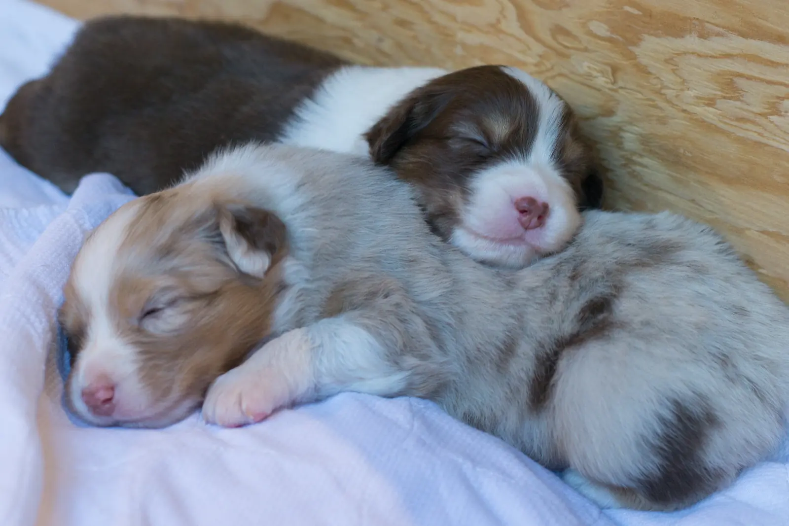 Deux chiots berger australien endormis côte à côte sur une couverture claire