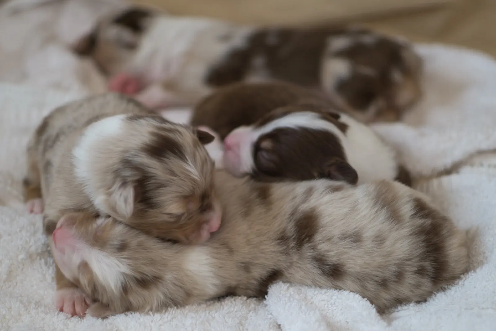Portée de chiots berger australien roux merle endormis les uns contre les autres sur une couverture blanche