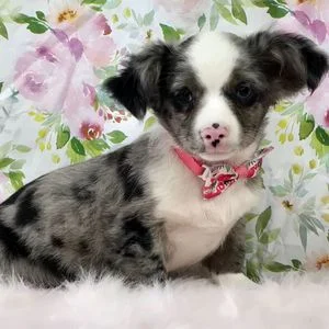 Chiot chihuahua bleu merle assis, foulard rouge autour du cou, devant un fond fleuri