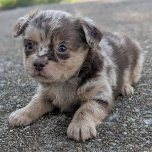 Chiot chihuahua bleu merle couché en extérieur sur une surface en béton, pattes avant étendues