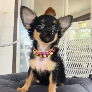 Chiot chihuahua noir et feu assis sur un coussin, collier de perles colorées