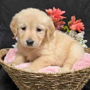 Chiot golden retriever crème couché dans un panier en osier, près de fleurs roses