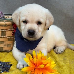 Chiot labrador crème couché près d'une fleur orange