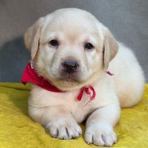 Chiot labrador crème couché sur une couverture jaune, foulard rouge autour du cou