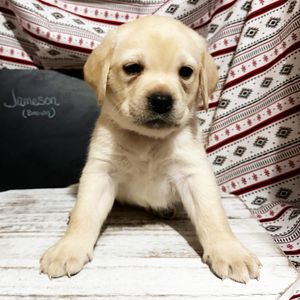 Chiot labrador crème assis sur un canapé, regard vers l'objectif