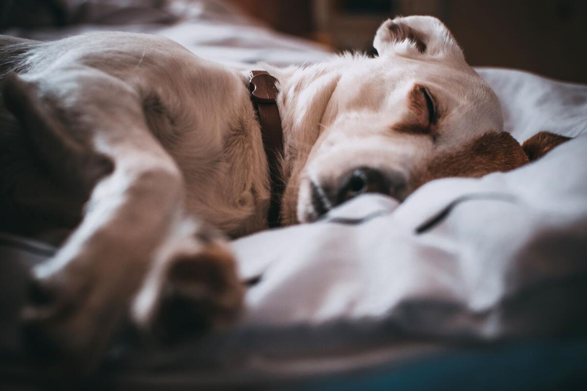 Chien endormi confortablement sur un lit