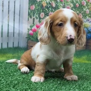 Chiot teckel chocolat et blanc à poil long assis devant une palissade blanche