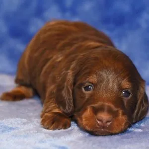 Chiot teckel chocolat couché au repos devant un fond bleu uni