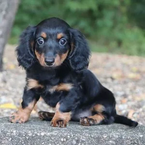 Chiot teckel noir et feu à poil long assis sur des graviers