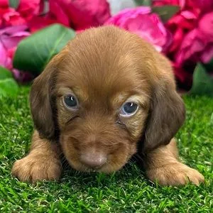 Chiot teckel roux à poil long couché sur l'herbe devant des fleurs roses
