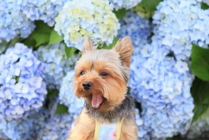 Portrait d'un yorkshire terrier adulte devant des hortensias bleus