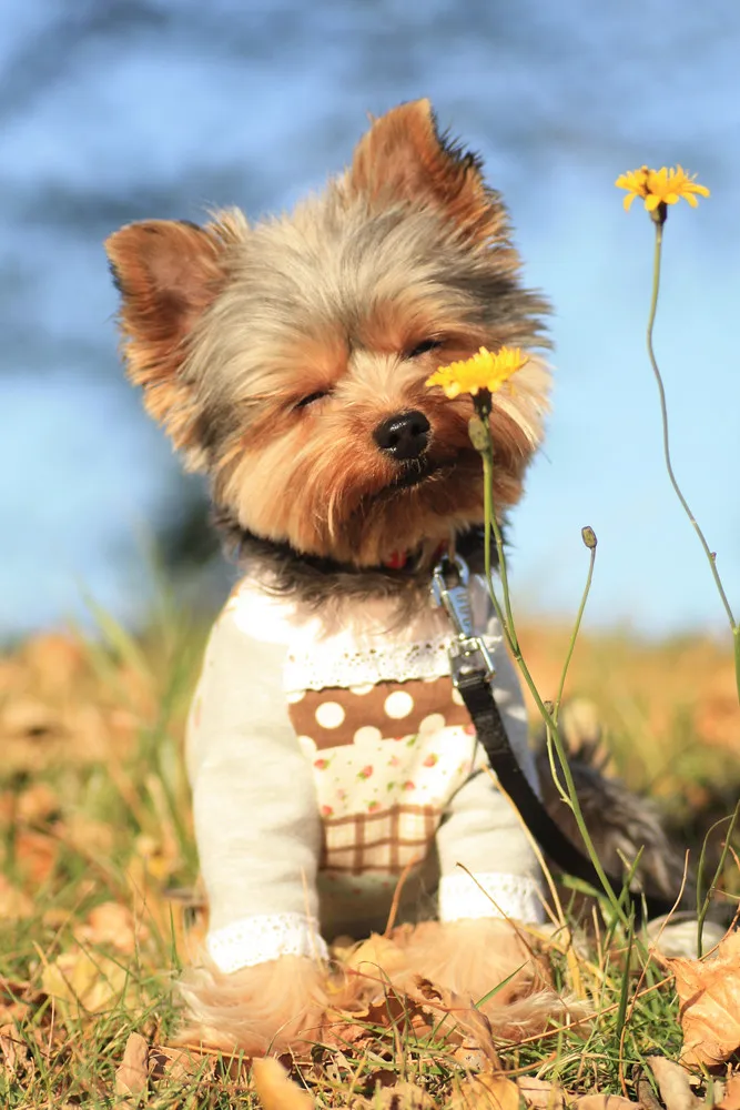 Yorkshire terrier adulte penché vers une petite fleur jaune, concentré, dans l'herbe
